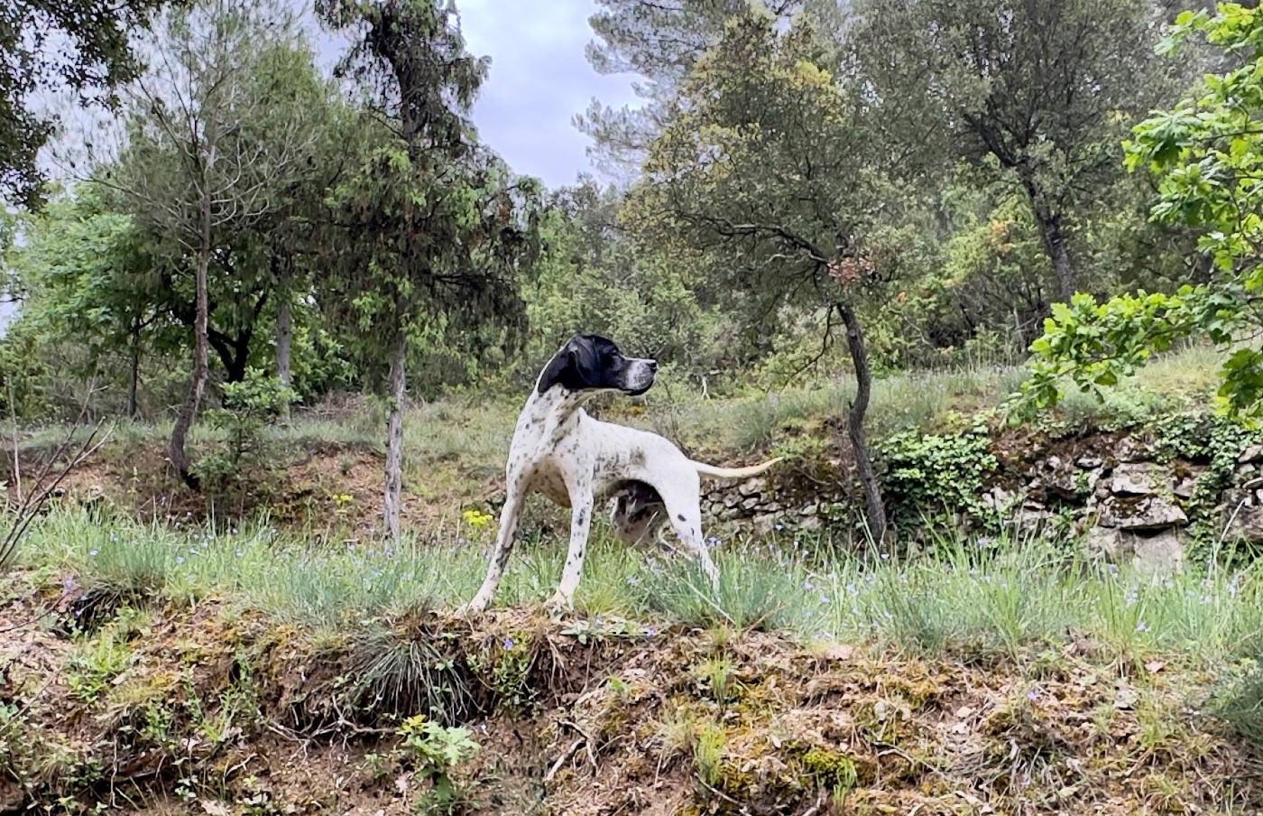 Azzaro De La Source De Font Reynaude