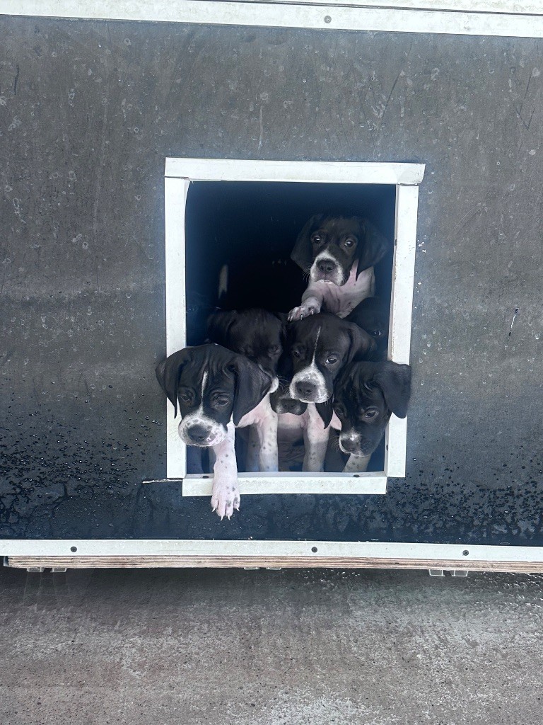 Un chiot de nouveau disponible à la réservation?