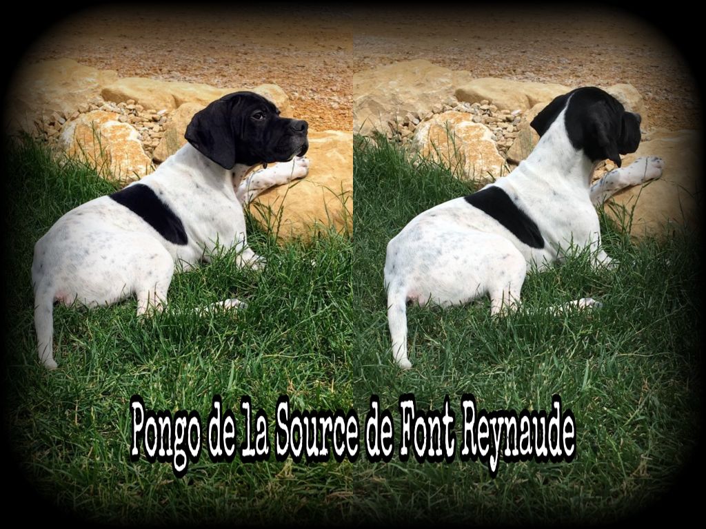 De La Source De Font Reynaude - Les actualités ...