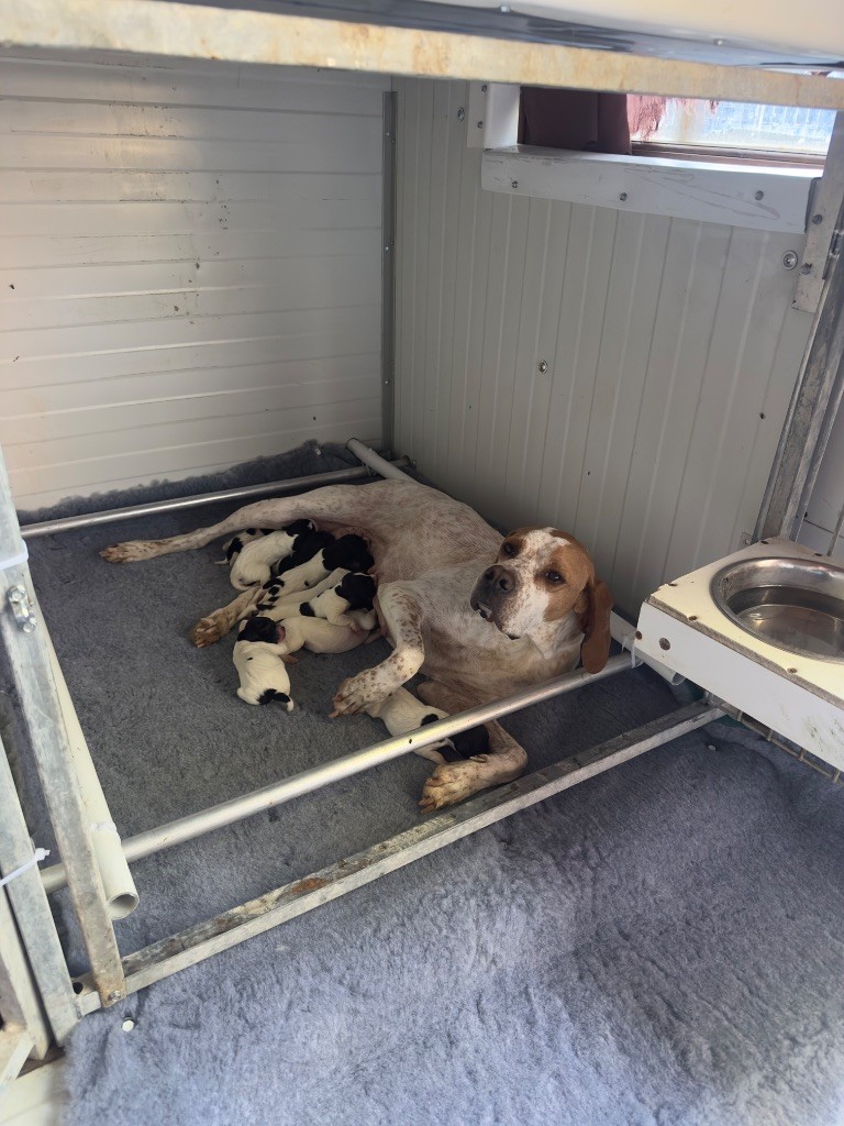 Les chiots de Sagesse sont nés ?.