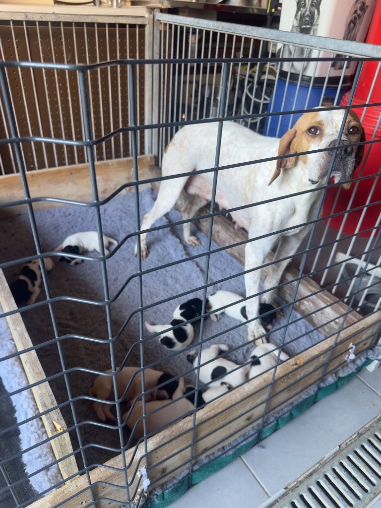 Les chiots ont maintenant 10 jours ?.