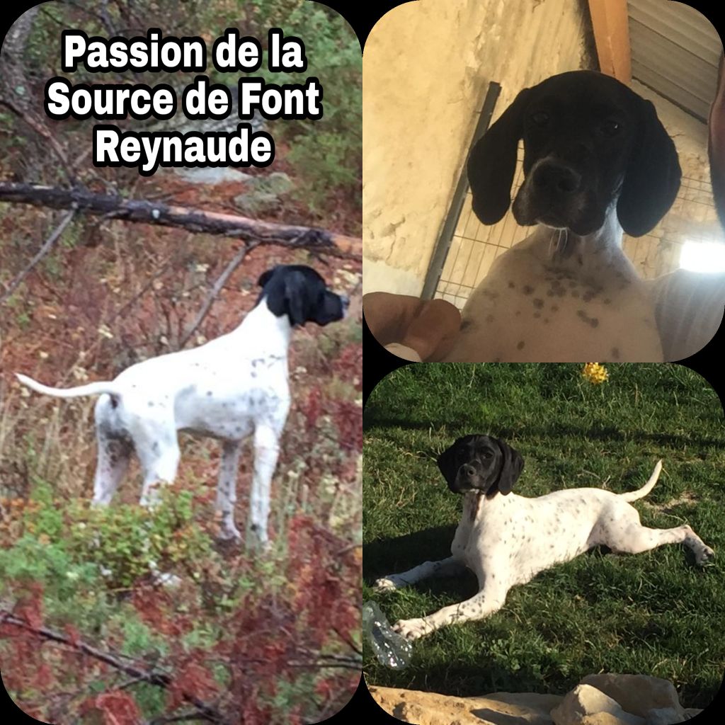 De La Source De Font Reynaude - Passion...