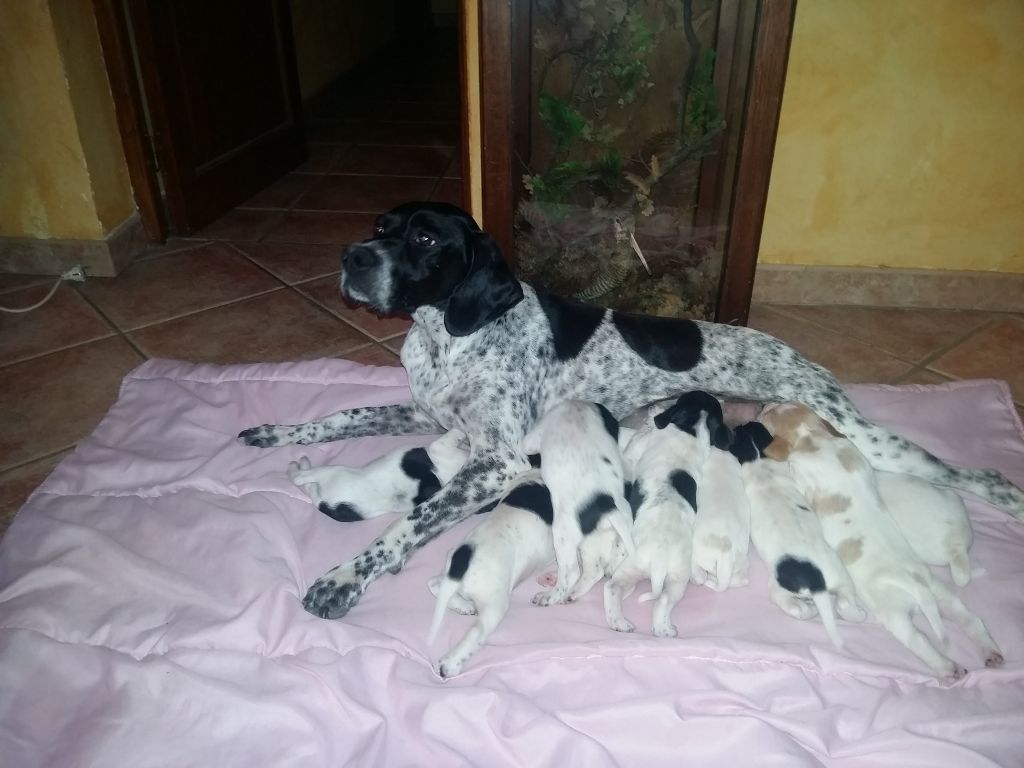 De La Source De Font Reynaude - Le grand départ des chiots INNA x HARGOS