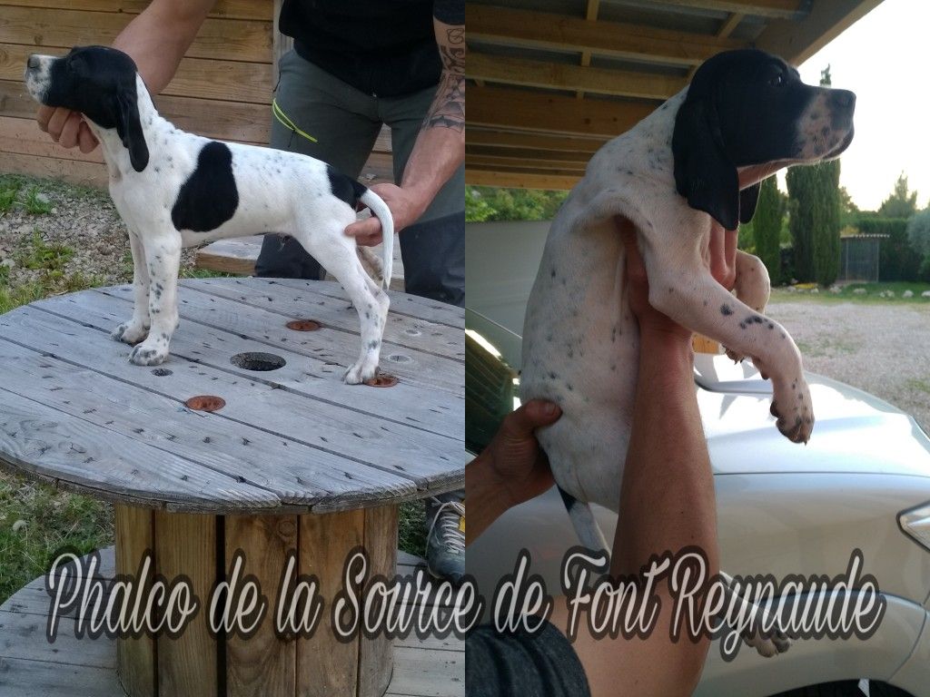 Chiots d'Inna et If de l'azur et or