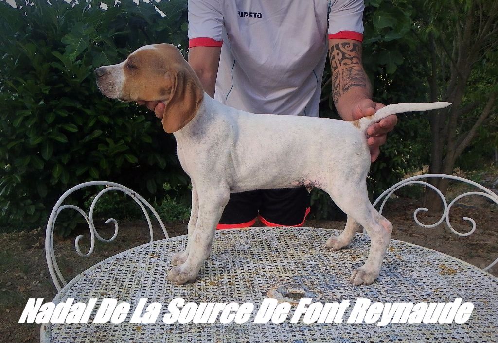 Chiots de Inna x Hargos