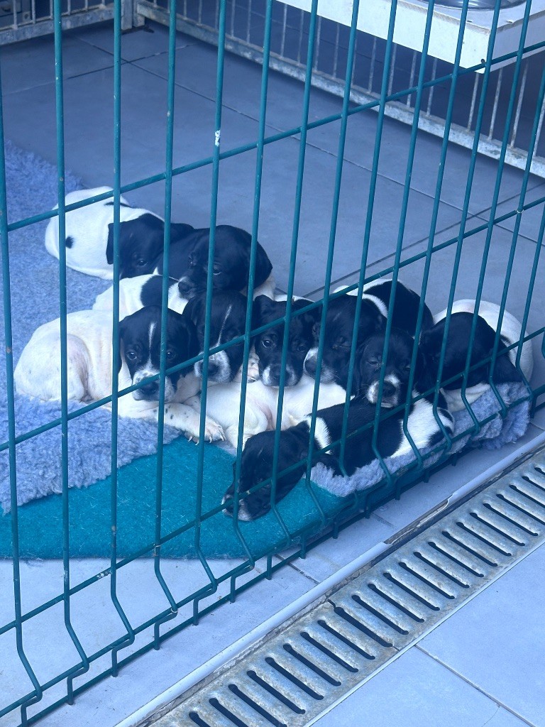De La Source De Font Reynaude - Chiots disponibles - Pointer