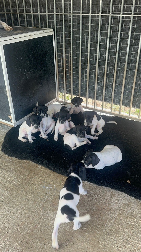 De La Source De Font Reynaude - Chiots disponibles - Pointer