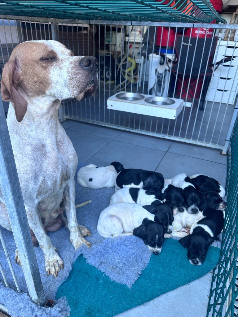 Chiot Pointer De La Source De Font Reynaude