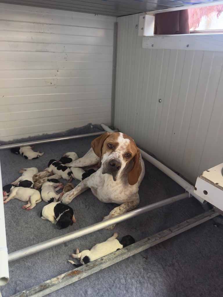 De La Source De Font Reynaude - Chiots disponibles - Pointer